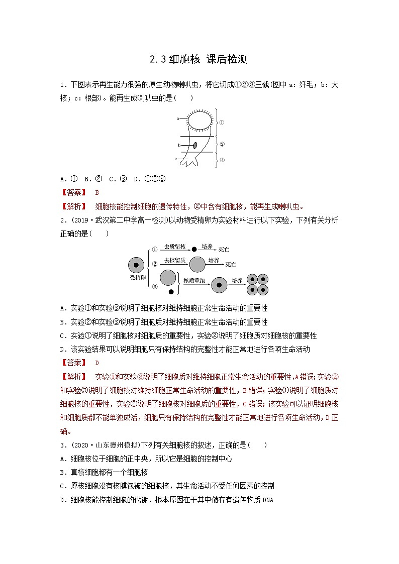 细胞核PPT课件免费下载01