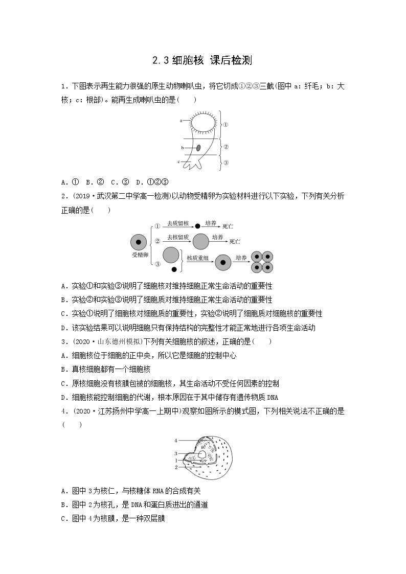 细胞核PPT课件免费下载01