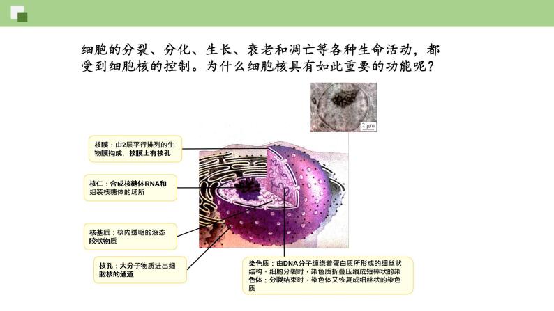 细胞核PPT课件免费下载05