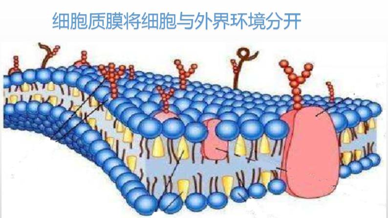 1 细胞质膜将细胞与外界环境分开【新教材】苏教