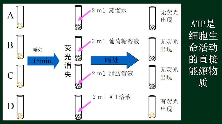 5.2 細胞的能量“貨幣”ATP（課件精講）-【新教材】人教版（2019）高中生物必修1同步課件精講+習題精練第4頁