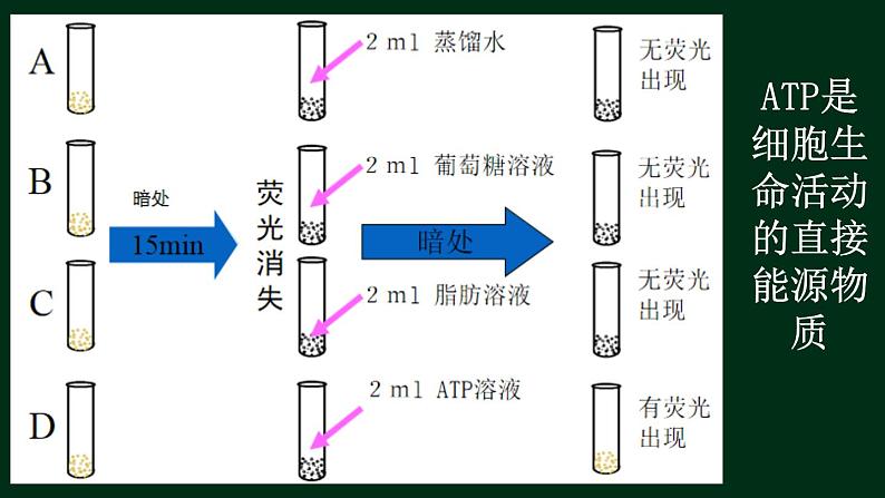 5.2 细胞的能量货币ATP-【新教材】人教版(2019)高中生物必修1同步课件精讲+习题精练04