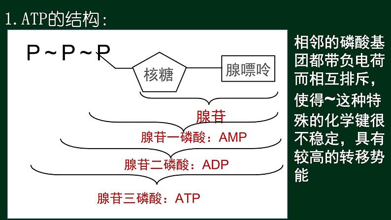 5.2 细胞的能量货币ATP-【新教材】人教版(2019)高中生物必修1同步课件精讲+习题精练06