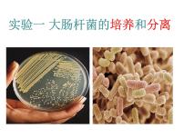 高中生物浙科版选修1《生物技术概述》第一部分  微生物的利用实验1  大肠杆菌的培养和分离课文配套ppt课件