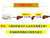 6.1细胞的增殖——有丝分裂课件高一生物人教版必修一