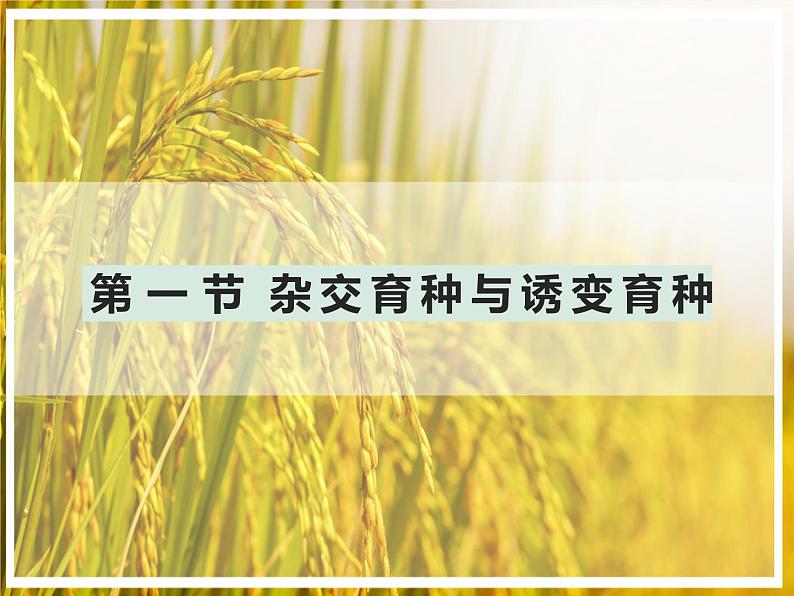 6.1杂交育种与诱变育种课件高一生物人教版必修二第1页