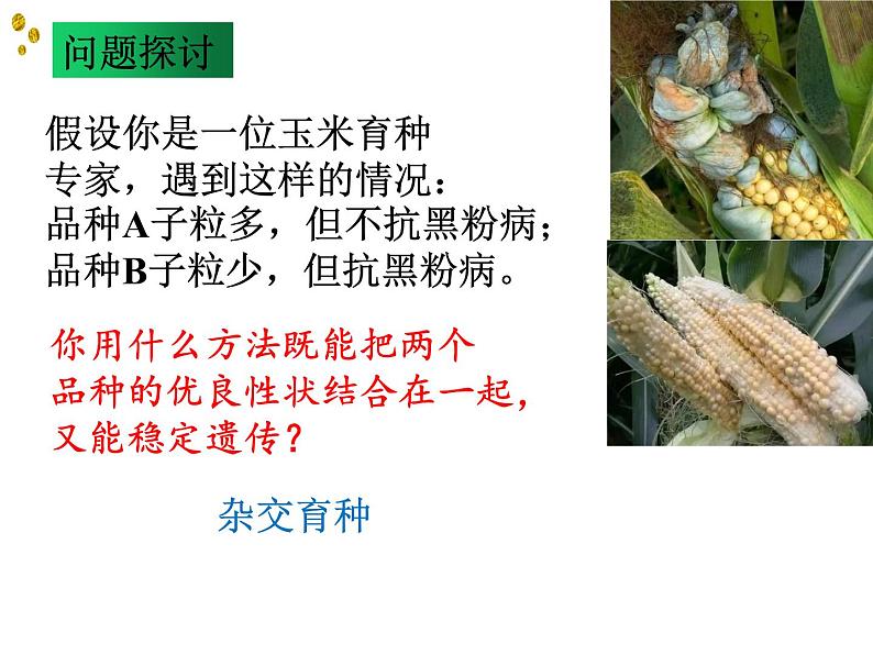 6.1杂交育种与诱变育种课件高一生物人教版必修二第3页