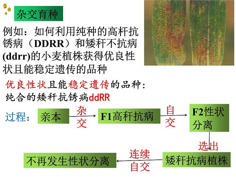 6.1杂交育种与诱变育种课件高一生物人教版必修二第4页