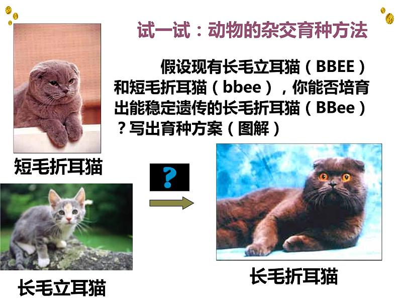6.1杂交育种与诱变育种课件高一生物人教版必修二第6页