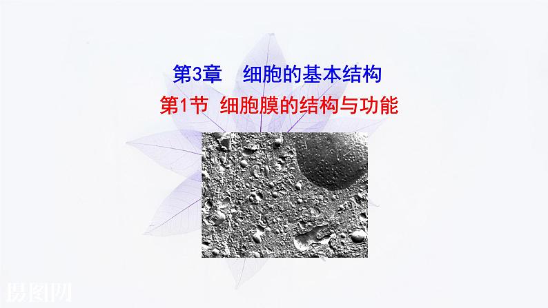 2021-2022学年高中生物新人教版必修1 3.1细胞膜的结构和功能 课件(35张)第1页