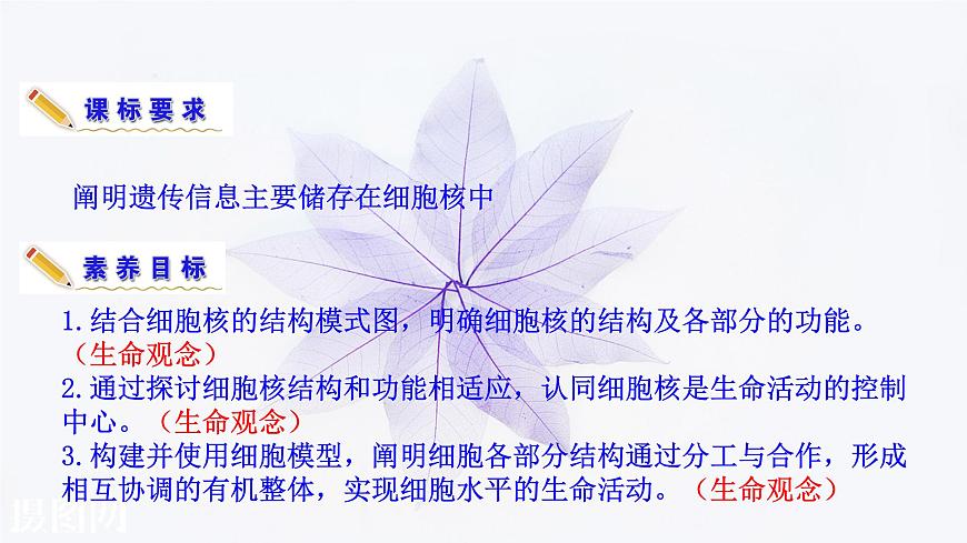 2021-2022學年高中生物新人教版必修1 3.3細胞核的結構和功能 課件(36張)第3頁