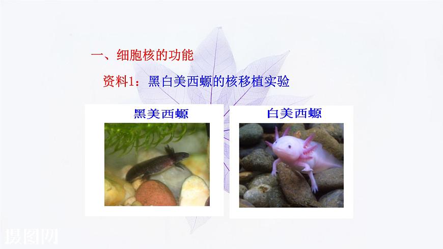 2021-2022學年高中生物新人教版必修1 3.3細胞核的結構和功能 課件(36張)第5頁