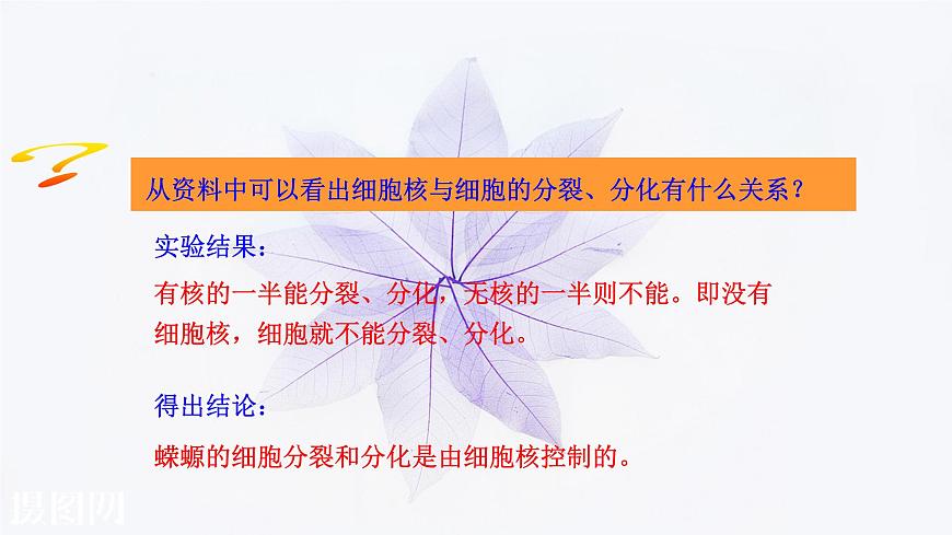 2021-2022學年高中生物新人教版必修1 3.3細胞核的結構和功能 課件(36張)第8頁