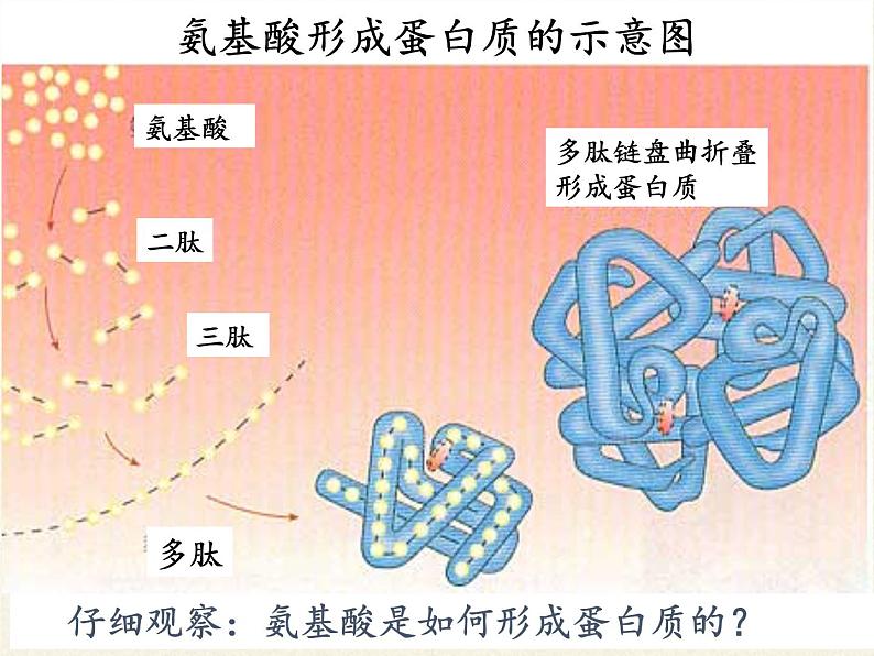 高中生物必修一课件-2.2.4蛋白质的结构和功能1-苏教版第8页