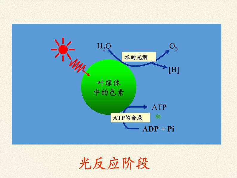 高中生物必修一课件-4.2.2光合作用的过程4-苏教版06