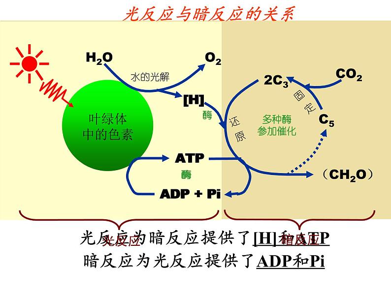 高中生物必修一课件-4.2.2光合作用的过程4-苏教版08