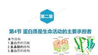 高中生物人教版 (2019)必修1《分子與細(xì)胞》第2章 組成細(xì)胞的分子第4節(jié) 蛋白質(zhì)是生命活動(dòng)的主要承擔(dān)者課堂教學(xué)課件ppt