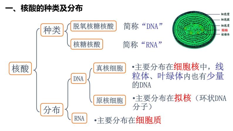 2.5 核酸是遗传信息的携带者课件PPT03