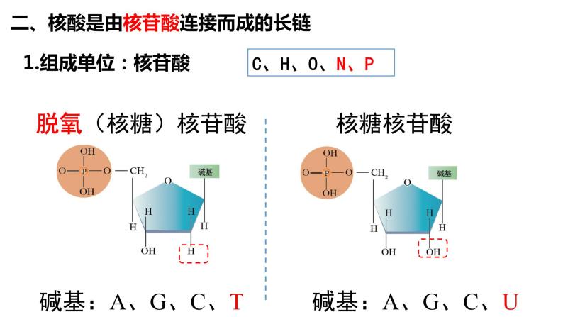 2.5 核酸是遗传信息的携带者课件PPT04