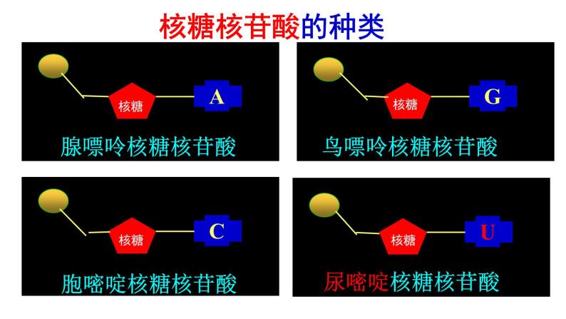 2.5 核酸是遗传信息的携带者课件PPT06