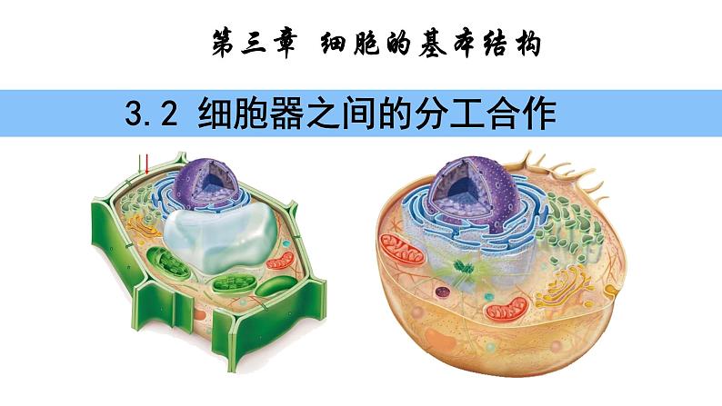 3.2 细胞器之间的分工合作课件PPT第1页