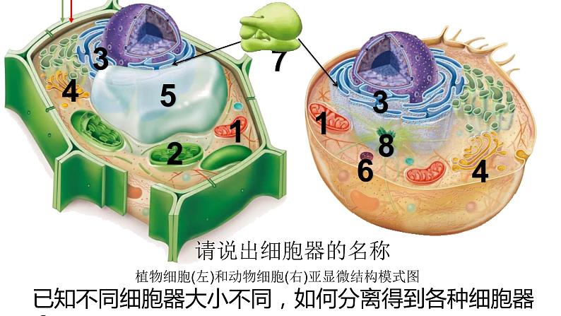 3.2 细胞器之间的分工合作课件PPT第3页