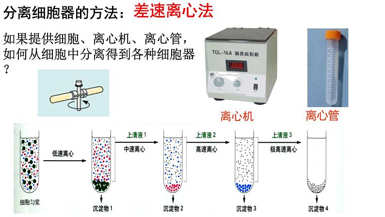 3.2 细胞器之间的分工合作课件PPT第4页