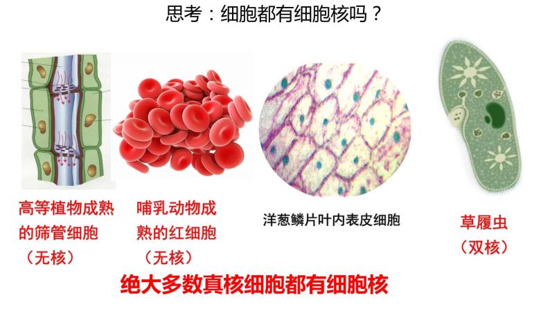 3.3细胞核的结构和功能课件PPT03