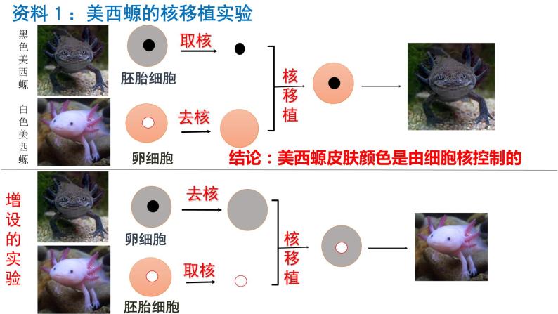 3.3细胞核的结构和功能课件PPT05