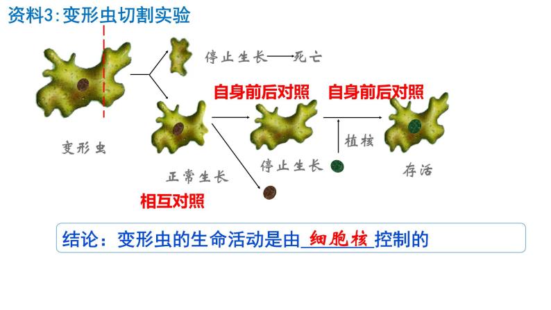 3.3细胞核的结构和功能课件PPT07