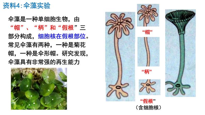 3.3细胞核的结构和功能课件PPT08