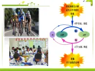 浙科版生物高一第一册-4.3  细胞呼吸 课件