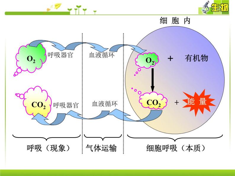 浙科版生物高一第一册-4.3  细胞呼吸 课件03