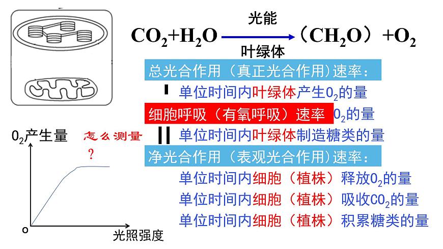 5.4 光合作用與能量轉(zhuǎn)化（第4課時）課件PPT第2頁