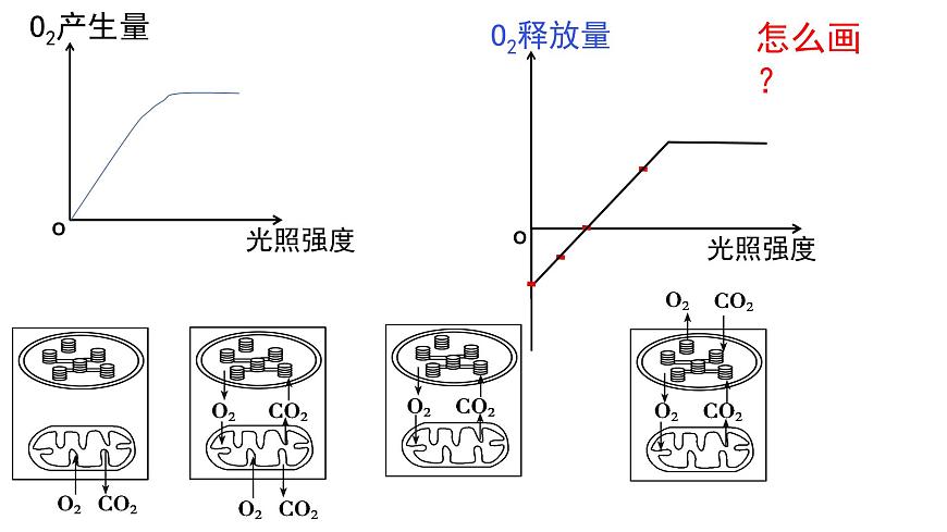 5.4 光合作用與能量轉(zhuǎn)化（第4課時）課件PPT第3頁