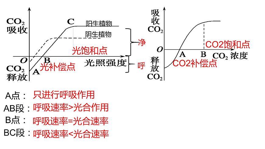 5.4 光合作用與能量轉(zhuǎn)化（第4課時）課件PPT第4頁