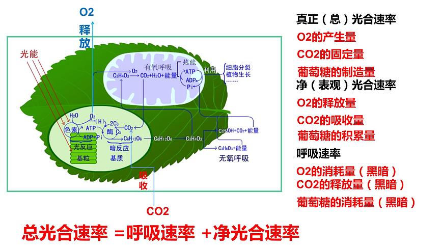 5.4 光合作用與能量轉(zhuǎn)化（第4課時）課件PPT第5頁
