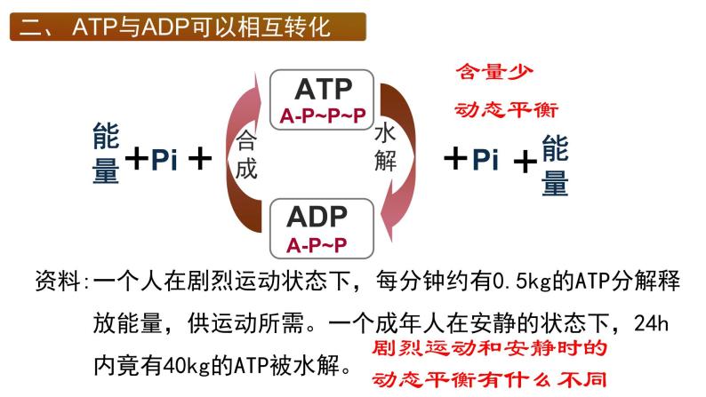 5.2细胞的能量”货币“ ATP课件PPT08