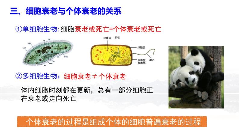 6.3 细胞的衰老和死亡课件PPT08