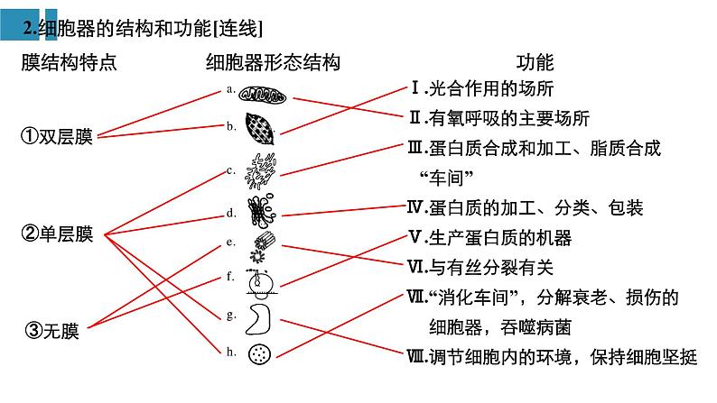 高中生物《第6讲细胞器与生物膜系统》课件04