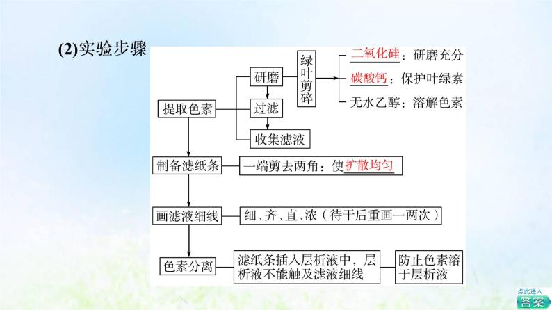 2022版新教材高考生物一轮复习第3单元细胞的能量供应和利用第9课光合作用与能量转化课件新人教版06