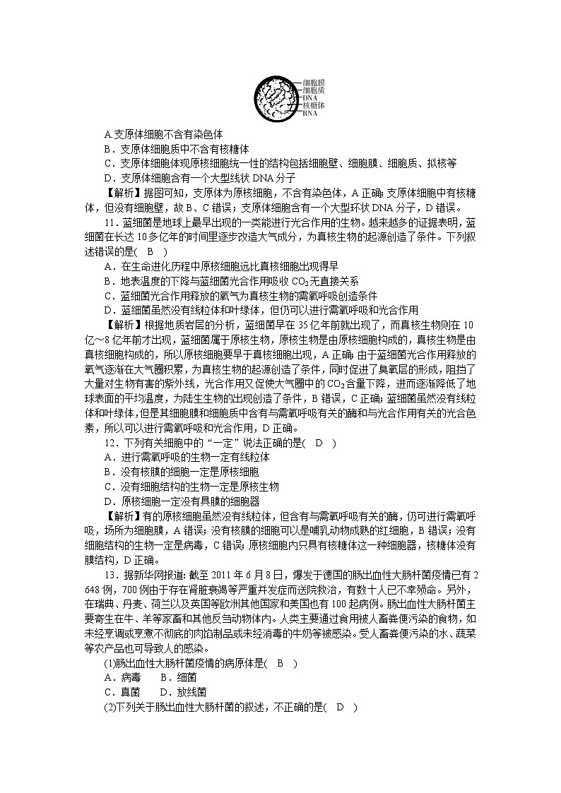 2021-2022学年高一生物浙科版必修第一册作业+11+原核细胞内无成形的细胞核+Word版含解析第3页