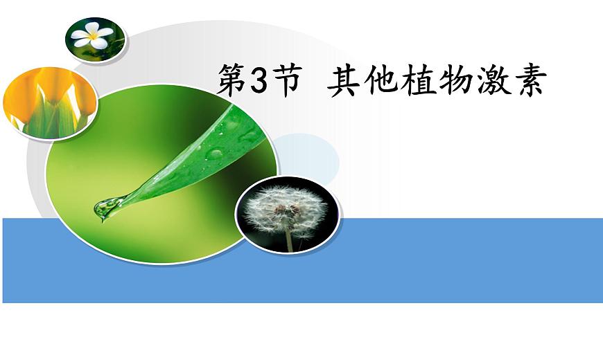 高中生物人教版必修三 3.3 其他植物激素課件PPT第1頁(yè)