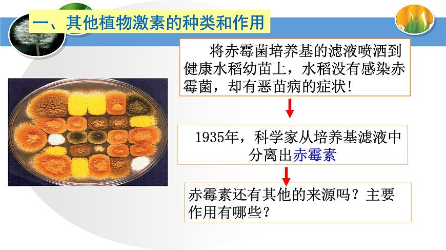 高中生物人教版必修三 3.3 其他植物激素課件PPT第4頁(yè)