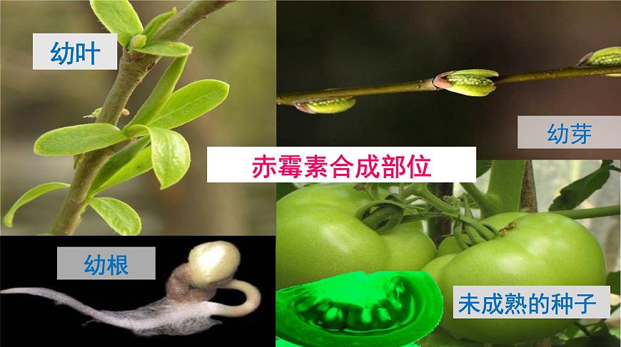 高中生物人教版必修三 3.3 其他植物激素課件PPT第6頁(yè)