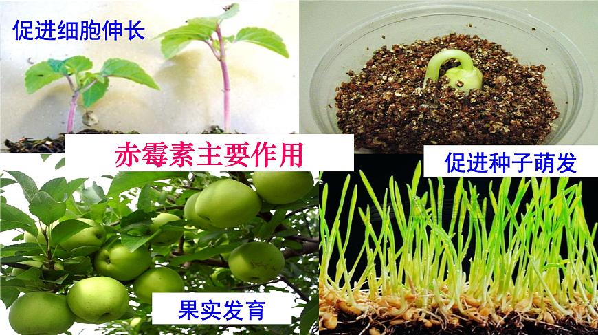高中生物人教版必修三 3.3 其他植物激素課件PPT第7頁(yè)