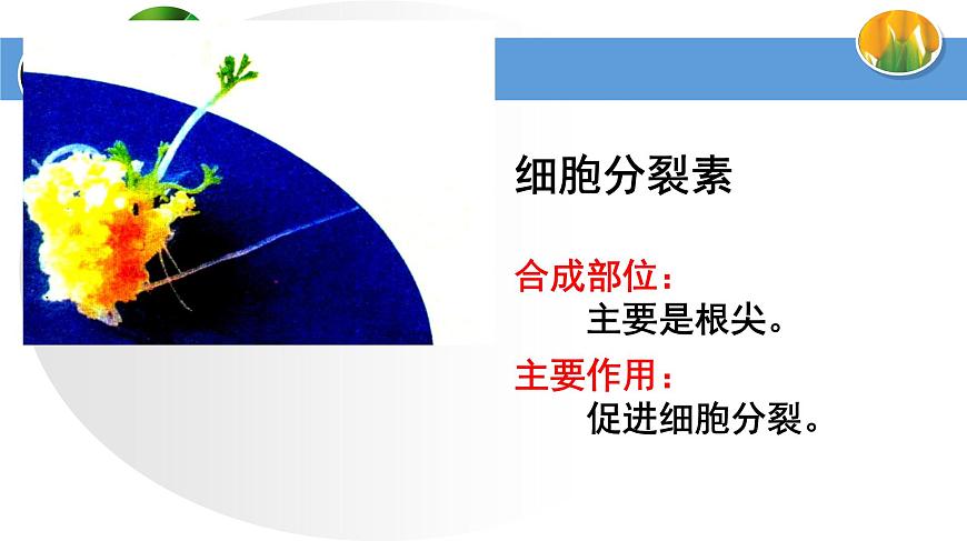 高中生物人教版必修三 3.3 其他植物激素課件PPT第8頁(yè)