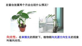 高中生物人教版 (新课标)必修3《稳态与环境》第3章 植物的激素调节第1节 植物生长素的发现教课内容ppt课件
