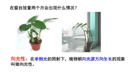 高中生物人教版必修三 3.1 《植物生长素的发现》课件PPT