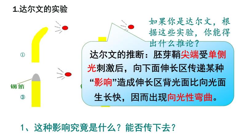 高中生物人教版必修三 3.1 《植物生长素的发现》课件PPT06